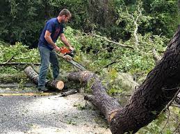 Best Leaf Removal  in Geneva, AL