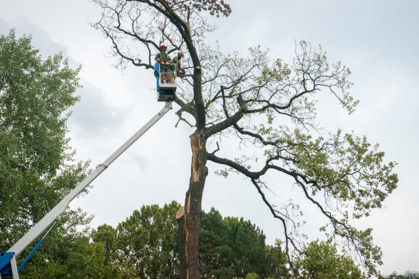 Tree and Shrub Care in Geneva, AL