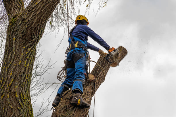 Geneva, AL Tree Removal Company