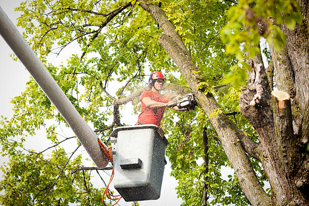 Best Hazardous Tree Removal  in Geneva, AL