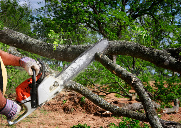 Best Tree Risk Assessment  in Geneva, AL