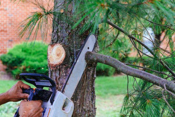 Best Palm Tree Trimming  in Geneva, AL